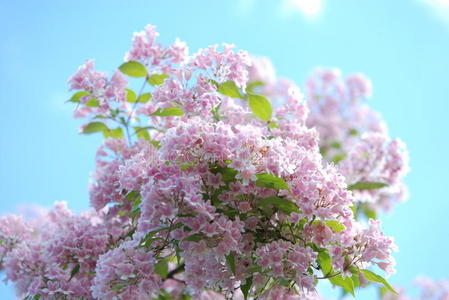 自然 夏天 粉红色 天空 美丽的 开花 分支 花园 盛开