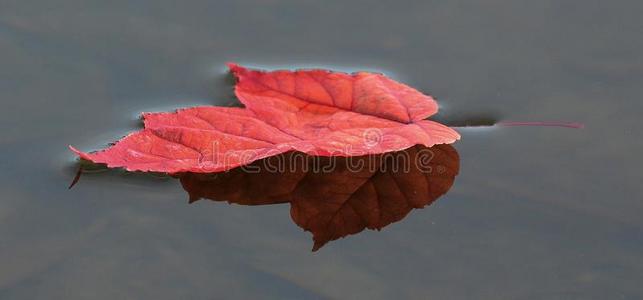 五颜六色的红色枫叶在水面上