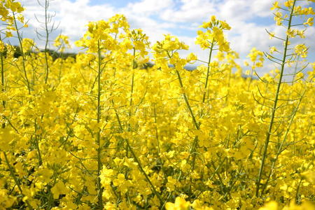 春天，黄色开花油籽在多云的蓝天上的田野甘蓝型油菜，盛开的油菜花