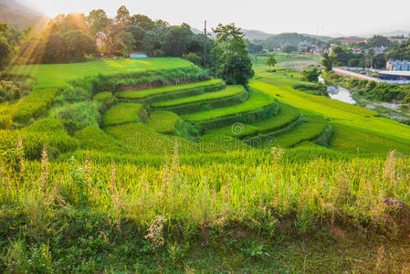 地面 老挝语 领域 控制 瓷器 缅甸 农场 风景 日本 食物