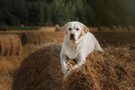 美丽的拉布拉多猎犬，在田野里遛狗，