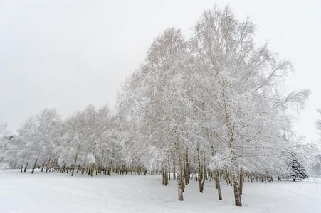 雪下的桦树