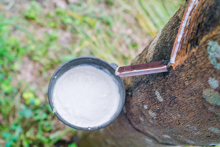 储备 丛林 种植园 绿化 下垂 生产 林业 土地 森林 乳胶