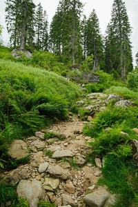 木材 森林 徒步旅行 树叶 苔藓 植物 岩石 追踪 伍兹