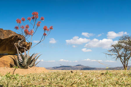 热的 夏天 芦荟 风景 环境 游猎 天空 植物 自然 南方