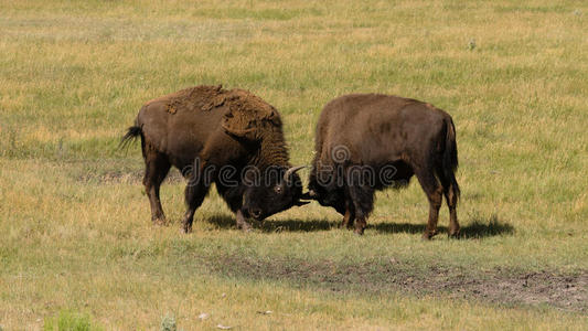 戈尔 支配地位 毛皮 哺乳动物 支配 水牛 喇叭 草地 环境