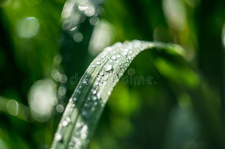 草和雨滴