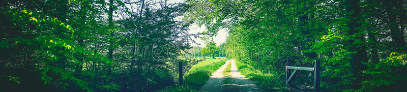 绿色森林里的乡村道路