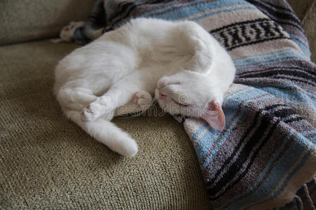 爪子 沉睡 毛茸茸的 漂亮的 蔓延 毛皮 动物 猫科动物