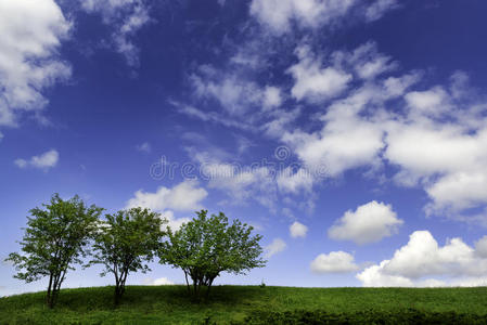 美丽的天空和树木