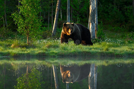 大棕熊在朝阳下绕湖散步。 森林里的危险动物。 来自欧洲的野生动物场景。 棕色的鸟进来了