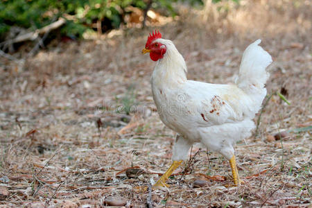 动物 鸡蛋 家禽 国家 小鸡 颜色 牲畜 环境 领域 美丽的