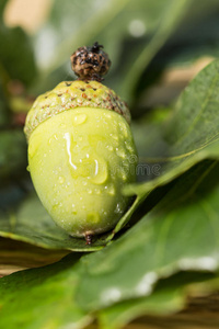 纸张 剪贴簿 季节 祝贺 植物 种子 卡片 树叶 咕哝 细枝