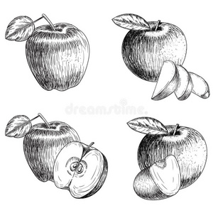 插图 农场 涂鸦 食物 素描 咕哝 苹果 墨水 水果 自然