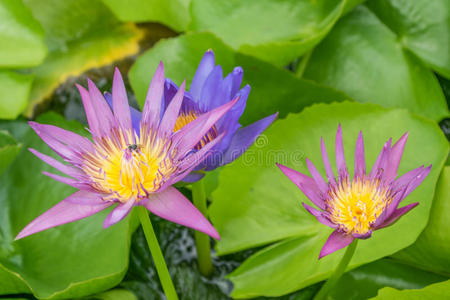 关闭莲花和莲花植物