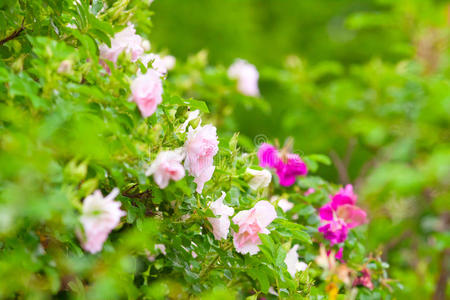浪漫 盛开 美女 生长 树篱 植物学 开花 庆祝 植物 花坛
