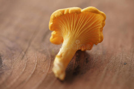 木桌上的蘑菇