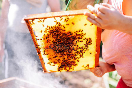 蜜蜂蜂巢的框架。 养蜂人收获蜂蜜。 蜜蜂吸烟者