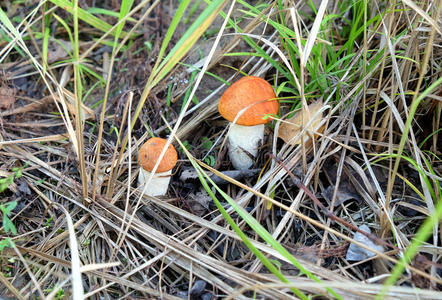 自然 草药 乡村 废旧物品 林间空地 菌毛 蘑菇 落下 牛肝菌