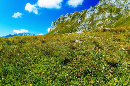 拒绝 成长 草地 乡村 植物 山坡 地平线 环境 国家 小山