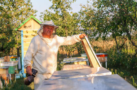 养蜂人正在养蜂场上的蜜蜂和蜂箱。