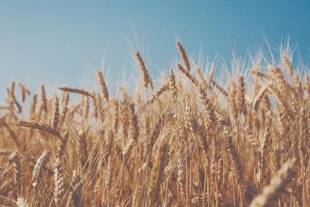 金色麦田，收获和耕作