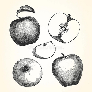 苹果的手绘插图。