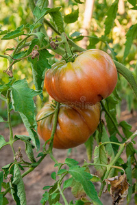 美味的 素食主义者 蔬菜 食物 植物 季节 健康 温室 生产