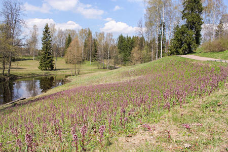 植物 树叶 花园 车道 场景 行走 季节 春天 风景 自然