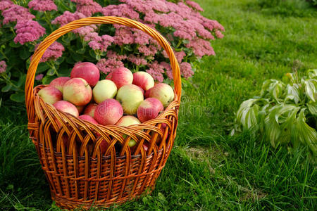 草地背景上的一篮苹果