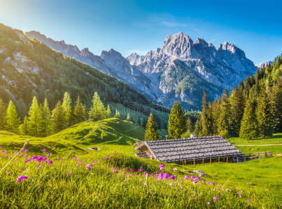 阿尔卑斯山 木屋 假期 德国 乡村 奥地利 盛开 农场 风景