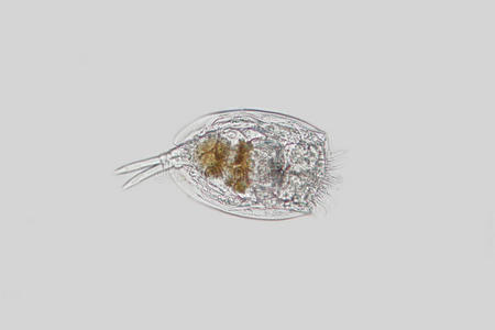 淡水浮游动物轮虫或轮虫