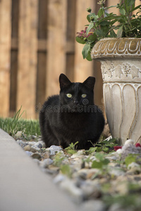 成年黑色家庭短发野生流浪猫坐在岩石盆栽在后院