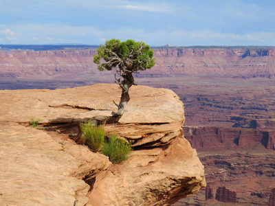 荒野 公园 孤独的 忽略 旅行 自然 沙漠 植物 岩石 风景