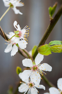 梅花