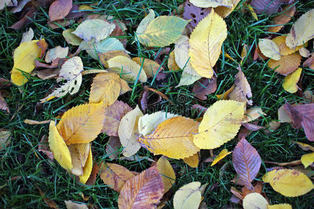 从树上掉下来的叶子秋天的叶子在绿色的草地上