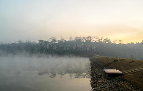 枫树 薄雾 国家的 加利亚尼 风景 森林 环境 自然 纸张