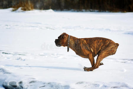 狗主轴拳击手在冬天的雪中奔跑，快速奔跑的特写侧视