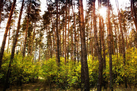 秋天的景色在五彩缤纷的森林里，阳光照亮了t
