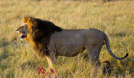 草原上的大雄狮。 国家公园。 肯尼亚。 坦桑尼亚。 马赛马拉。 塞伦盖蒂。
