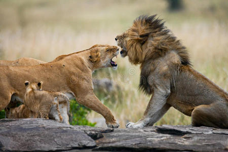 在狮子家族战斗。 国家公园。 肯尼亚。 坦桑尼亚。 马赛马拉。 塞伦盖蒂。