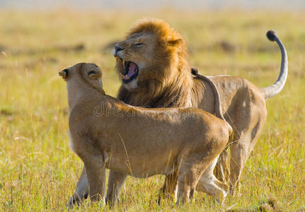 在狮子家族战斗。 国家公园。 肯尼亚。 坦桑尼亚。 马赛马拉。 塞伦盖蒂。