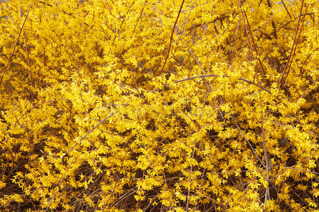 连翘，黄色春花背景