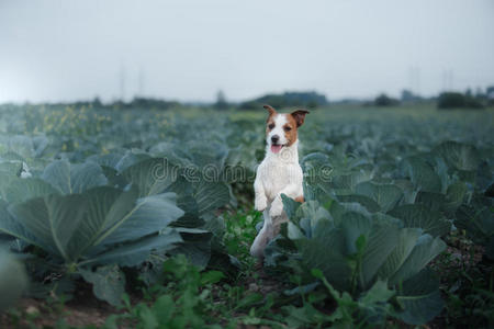 杰克拉塞尔犬