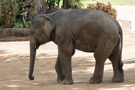 泰国 肖像 形象 动物 公园 哺乳动物 森林 力量 自然