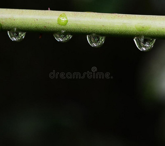 气候 凝结 生活 圆圈 草本植物 特写镜头 草地 环境 液滴