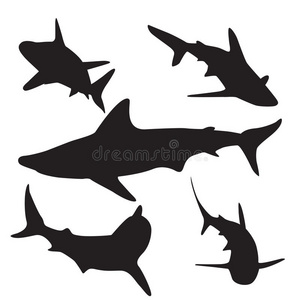 轮廓 水下 钓鱼 自然 威尔 动物 艺术 鲨鱼 侵略 危险