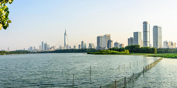 中国人 莲花 繁荣 开花 特写镜头 南京 植物区系 建筑