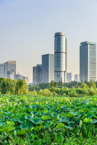 植物区系 建筑 繁荣 瓷器 地区 盛开 亚洲 花的 江苏