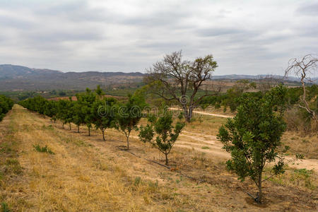 夏天 纳米比亚 自然 灌木群落 南方 植物 动机 风景 颜色